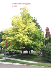 Load image into Gallery viewer, TrueNute TrueTree Iron Chelate DTPA 11% - Foliar Spray Iron Supplement for Trees &amp; Bushes