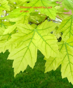 TrueNute Tree Iron Chelate FeEDDHA 6% - Advanced Iron Solution for Thriving Plants