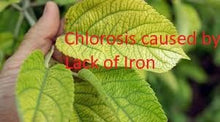 Load image into Gallery viewer, TrueNute Tree Iron Chelate FeEDDHA 6% - Advanced Iron Solution for Thriving Plants