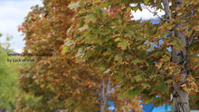 Load image into Gallery viewer, TrueNute Tree Iron Chelate FeEDDHA 6% - Advanced Iron Solution for Thriving Plants