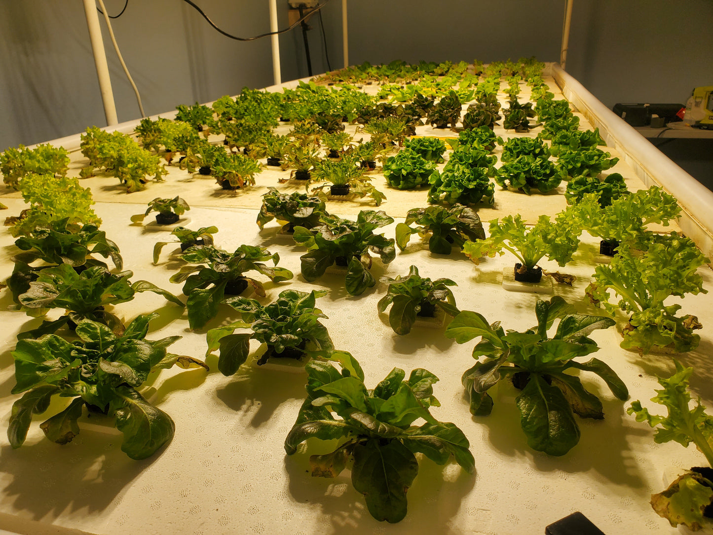 TrueNute Vegetative Growth