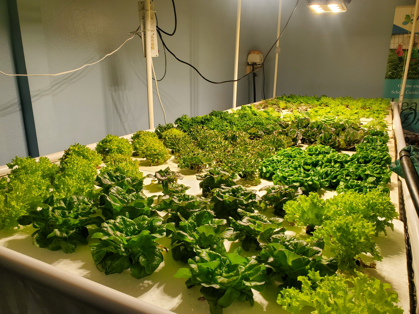TrueNute Vegetative Growth